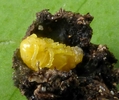 Chrysom&egrave;le de la Viorne (Pyrrhalta viburni ), larve en logette, photo 4