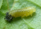Chrysom&egrave;le de la Viorne (Pyrrhalta viburni ), larve " grandinette ", photo 6