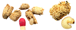 "cocons" de la petite vrillette