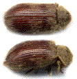 détail de Nicobium castaneum