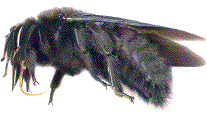 xylocopa violacea (vue latérale)